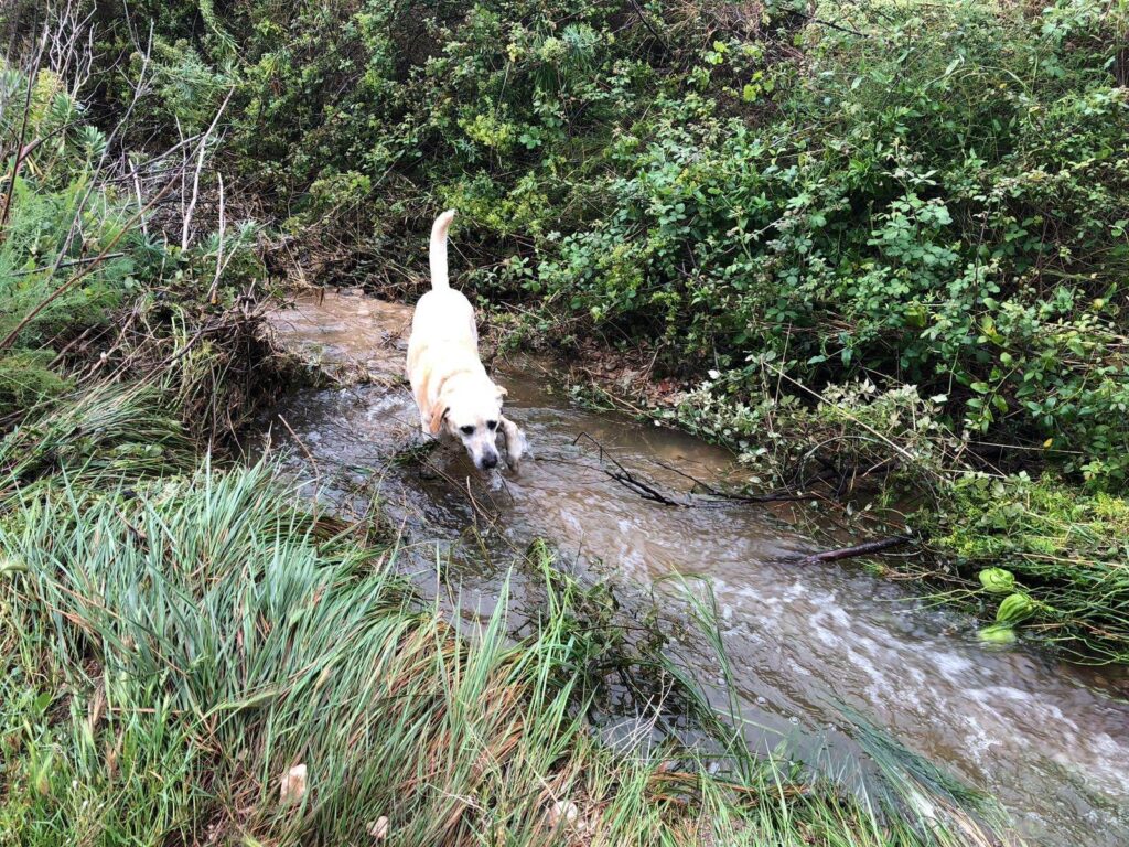 labrador walking down a river in javea dueing a gota fria