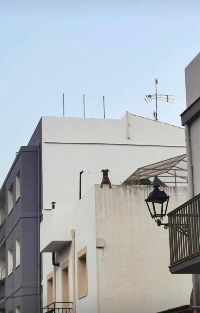 Dog sitting on a white building balcony overlooking the village rooftops