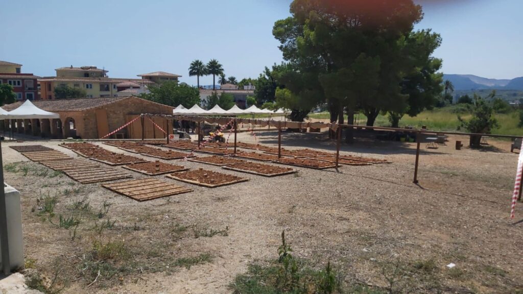 Wooden frames laid out in a field for drying grapes in the sun, with village houses and mountains visible in the background